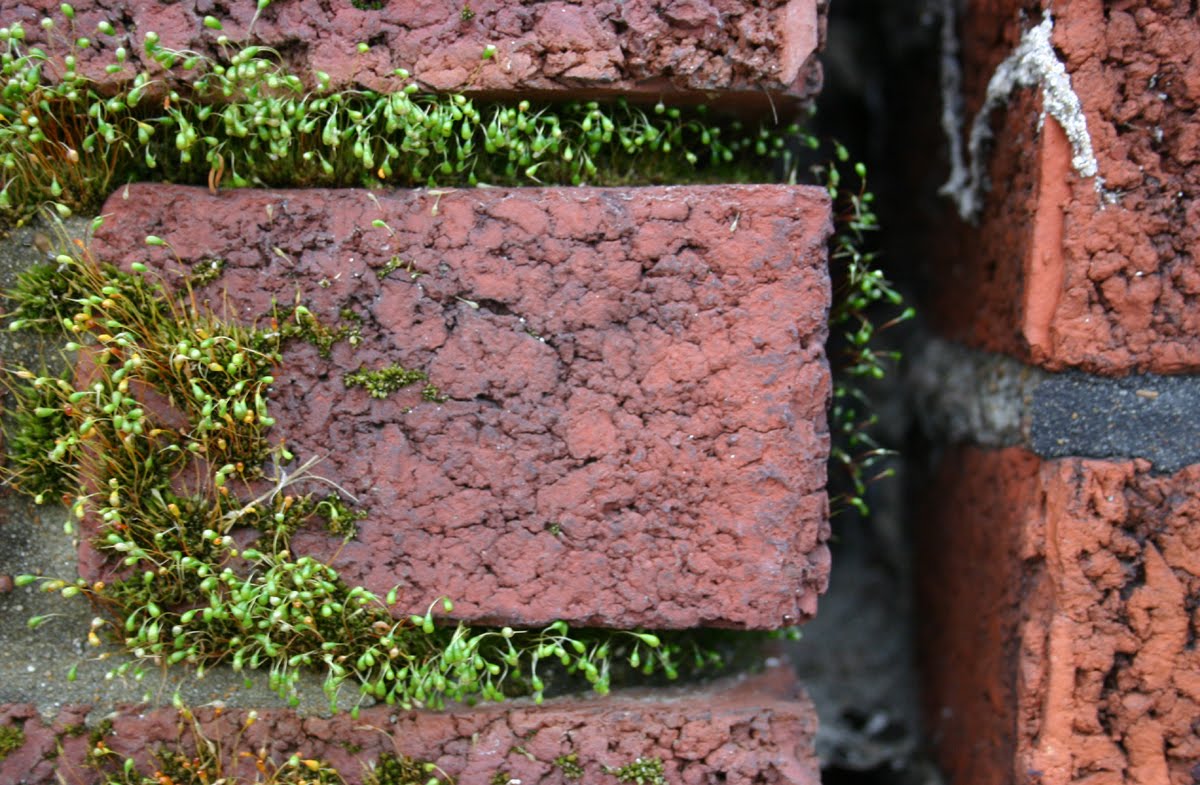 Tony Renner Artist Bricks with Moss