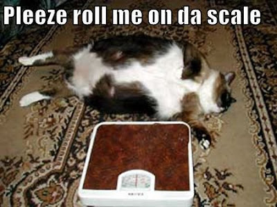 fat-cat-scale.jpg