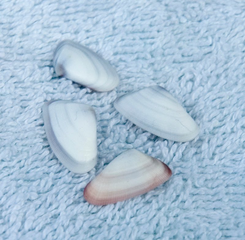 Sandcastle Momma Coquina Clams