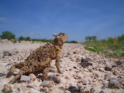 Texas Horned Lizard