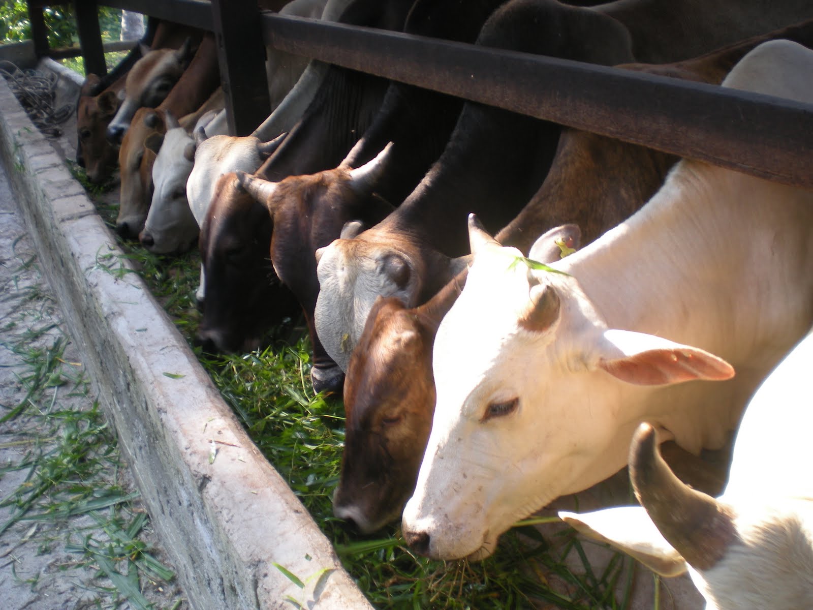 Pembekal Lembu Baka Lembu Brahman Cross