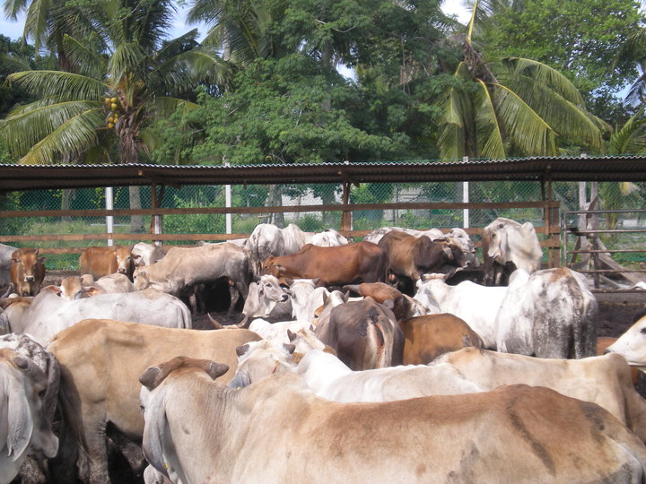 Pembekal Lembu Baka Lembu Brahman Cross