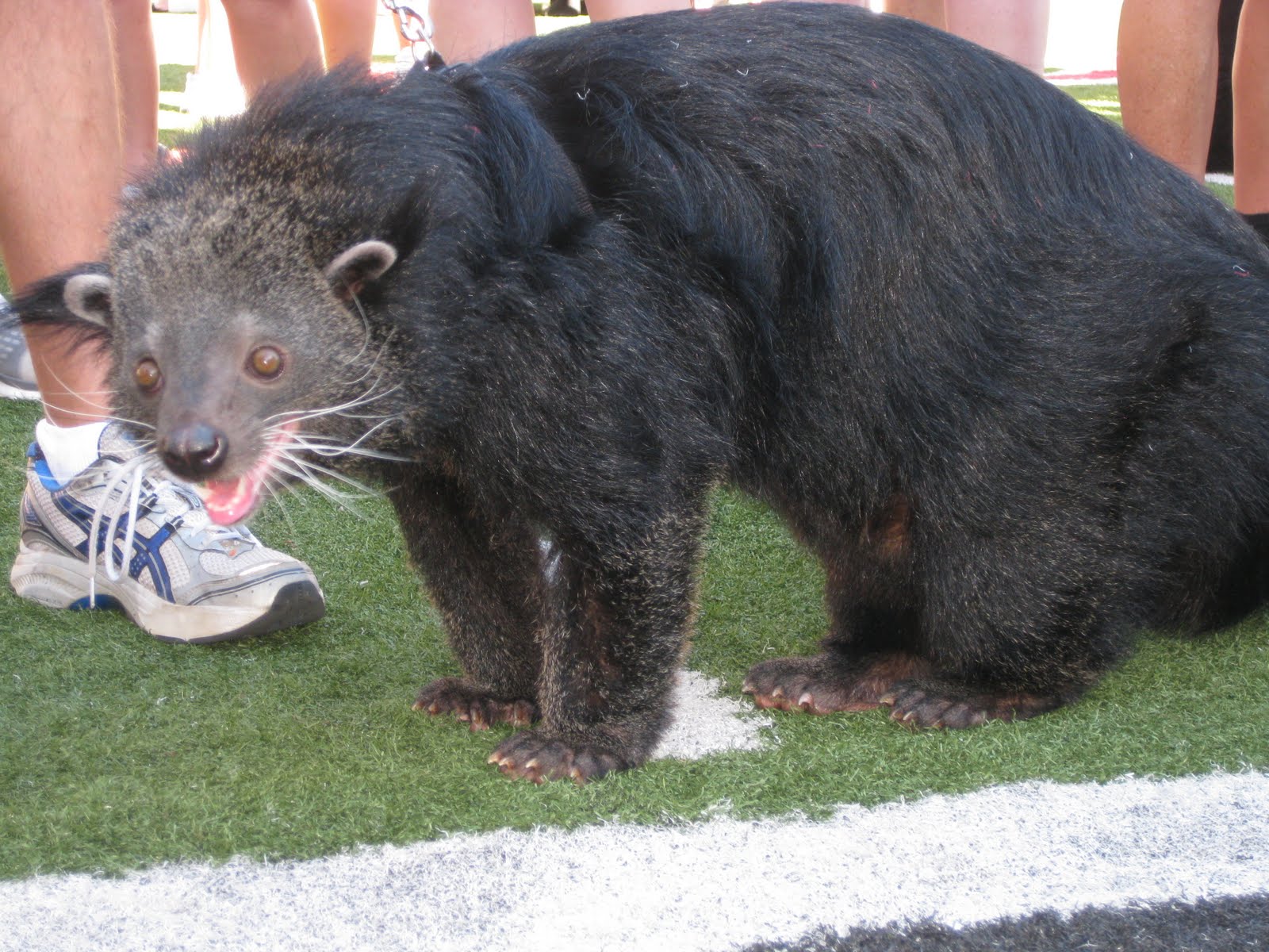 The Keenans Bearcat Football!