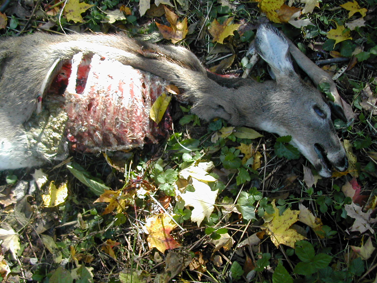 mobile porn video Mature woman handjob boy