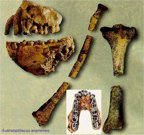 [Australopithecus+anamensis.gif]