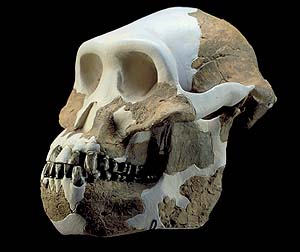 [australopithecus+afarensis.jpg]