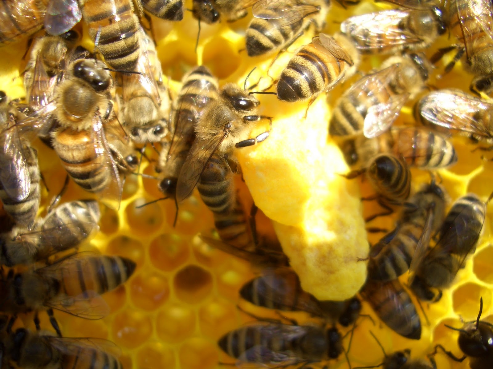 The Bee Cluster Nucleus Hives Emergency queen present!