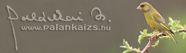 palankaizs.hu