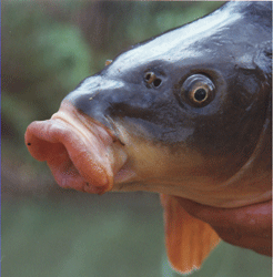 La-carpa-W.gif