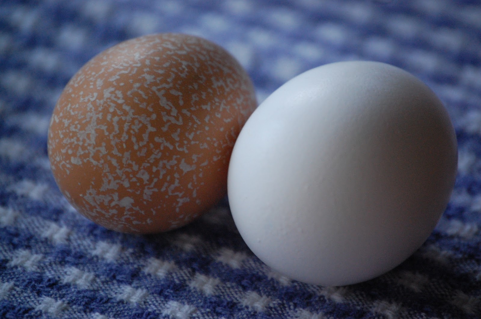 Heritage Schoolhouse Heritage Farm Fresh Egg vs. Store Bought Egg )