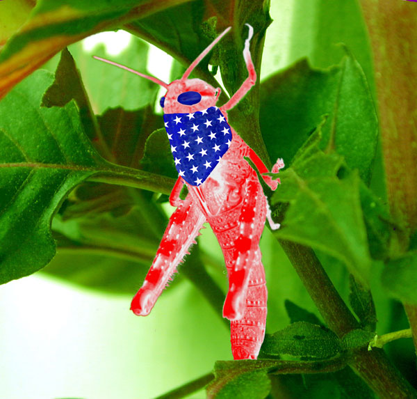 [patriotic-grasshopper.jpg]