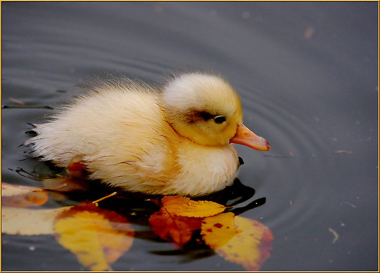 [fall+baby+duck.jpg]