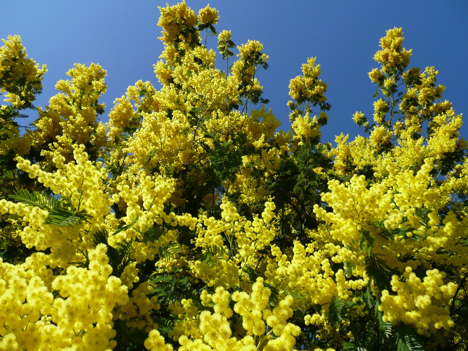 Mimosa (image)