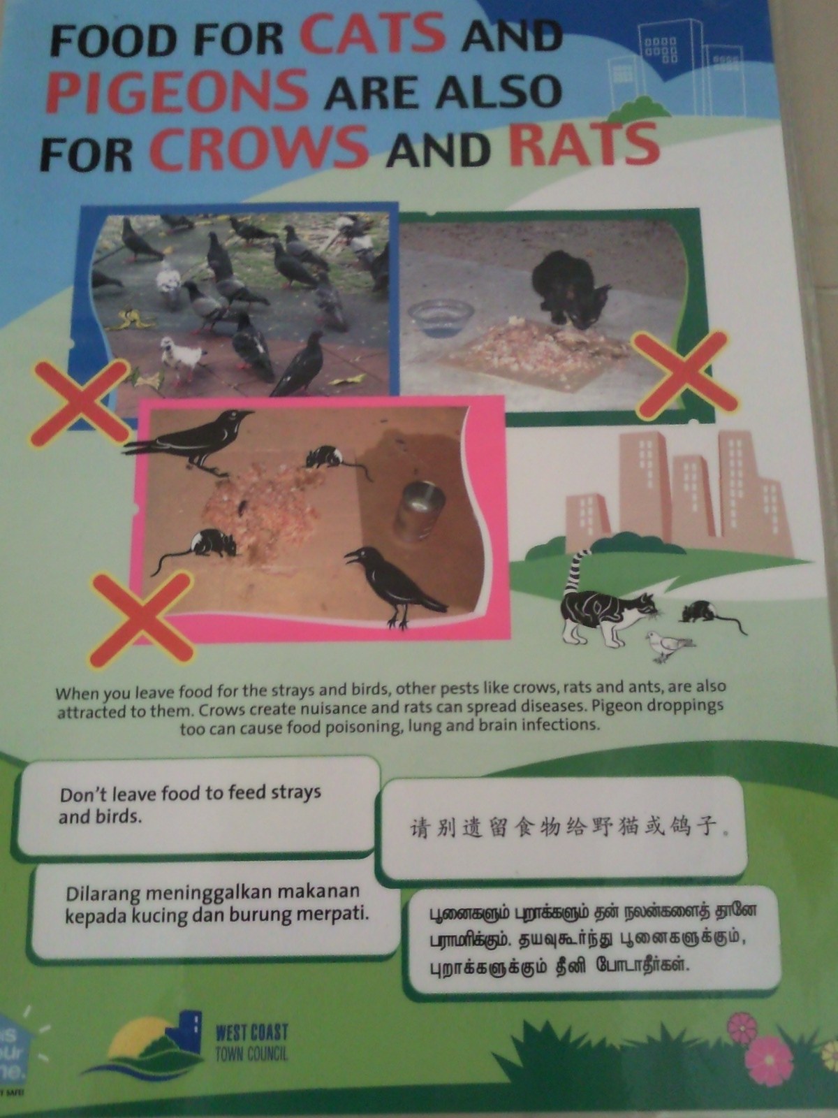 free download feeding stray cats free download feeding stray cats