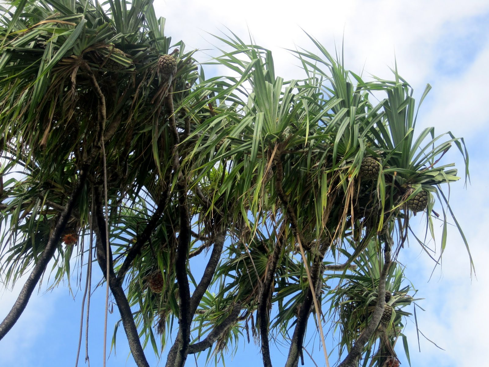 Experience Hawaii Enjoy Honolulu Festival Native Hawaiian Plants