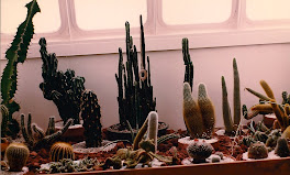 Cacti