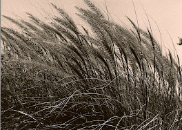 Prairie Grass