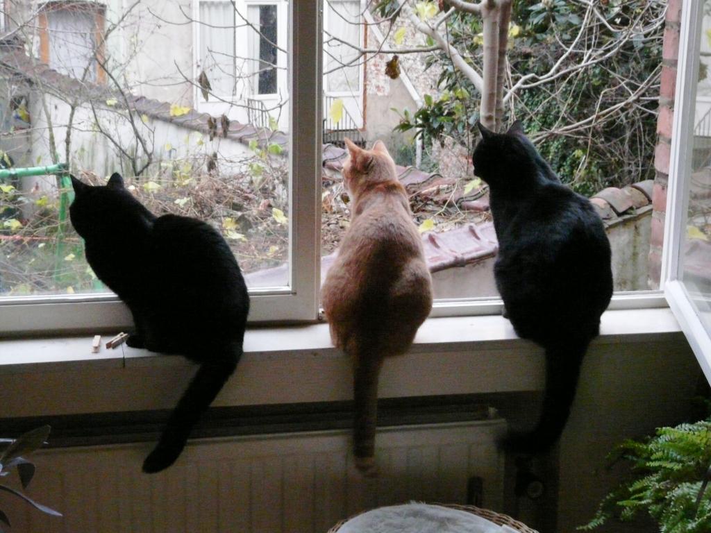[3+cats.JPG]