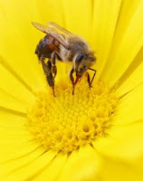 close up of a bee on a yellow daisy