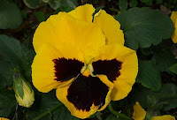 close up of a yellow pansy