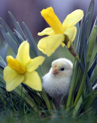close up of two dafodills and a downy baby chick