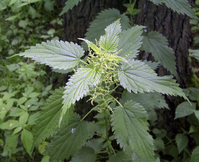 Stinging Nettles! ( Jo & Adam 'n S. Africa
