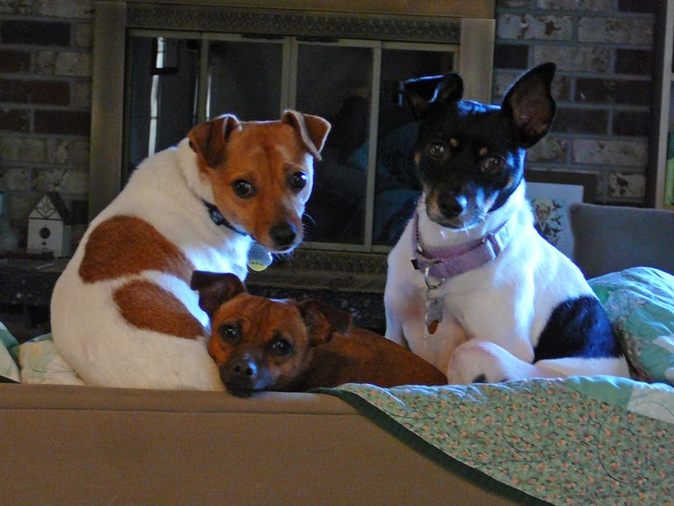 Rescued Ratties Dog Blog Codependent dogs