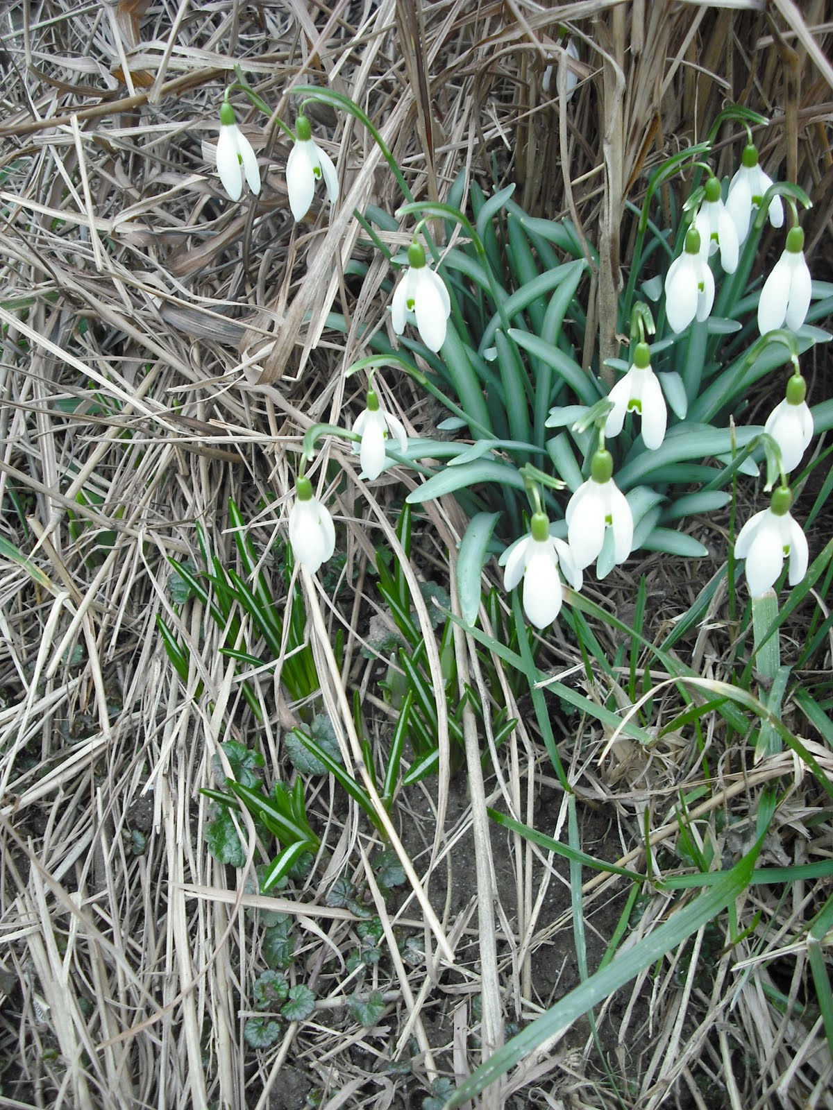 [Blog+snowdrops.jpeg]