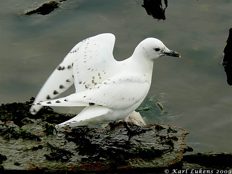 [Ivory+Gull+upperparts.jpg]