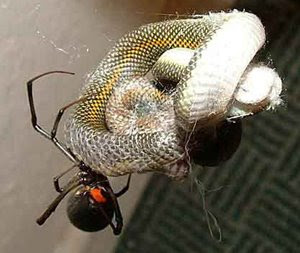 since when do spiders eat snakes...(pic) - Bodybuilding ...