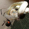 Do Grass Snakes Eat Spiders : kingsnake.com photo gallery > Spiders > A small spider ... : These eight legged creatures spin a sticky web to catch their prey.