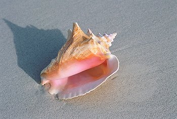 conch shell