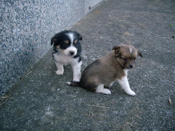 teggillcarbio: wallpapers de perros
