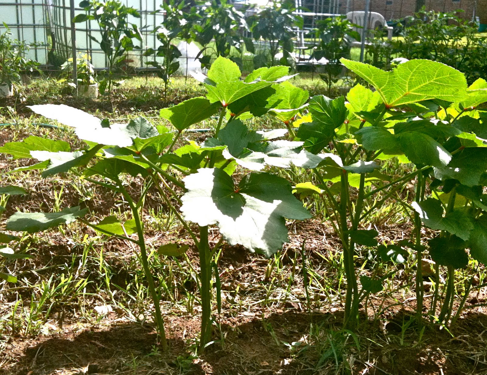 elgin eco house lush and green in Arkansas
