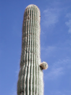 A Cactus a Day: Saguaro life cycle -- first appendage