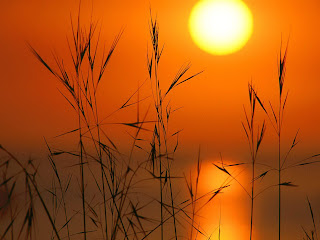 PAISAGENS+NATURAIS.jpg