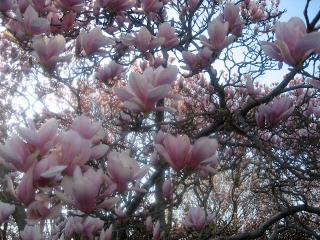 Magnolia Magic