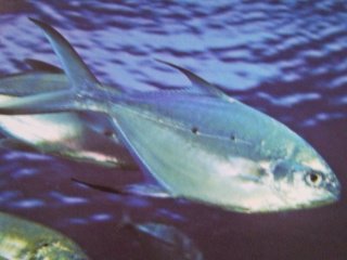 [Pompano+Small-Spotted+Dart.jpg]