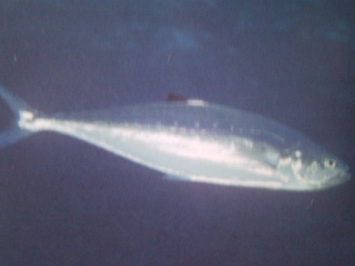 [Queenfish+Double-Spotted.jpg]