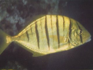 [Trevally+Golden.jpg]
