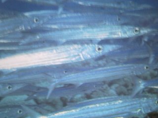 [Barracuda+Brass+Striped.jpg]