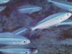 [Fusilier+Bluestreak.jpg]