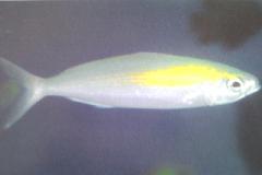 [Fusilier+Randall's.jpg]