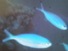 [Fusilier+Lunar.jpg]