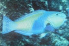[Parrotfish+Japanese.jpg]