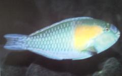 [Parrotfish+Bower's.jpg]
