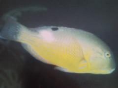 [Tuskfish+Whitespot.jpg]