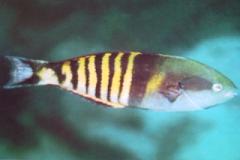 [Wrasse+Torpedo.jpg]