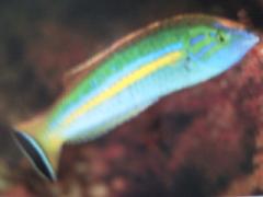 [Wrasse+Smalltail.jpg]