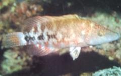 [Wrasse+Celebes.jpg]